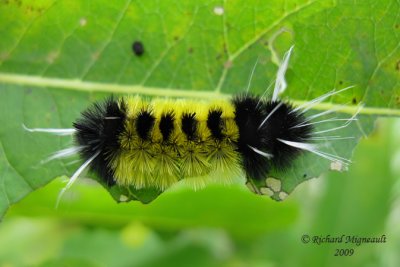 8214 - Spotted Tussock Moth - Lophocampa maculata m9