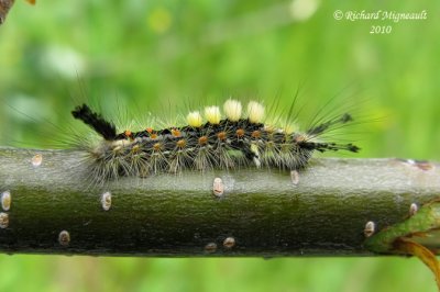 8308 - Rusty Tussock Moth - Orgyia antiqua caterpillar 1m10