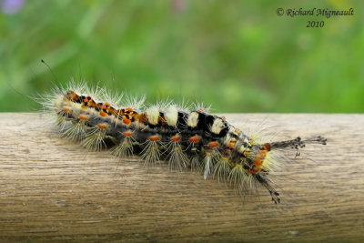 8308 - Rusty Tussock Moth - Orgyia antiqua caterpillar 2m10