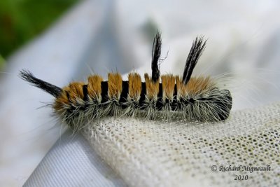 9203 - Fingered Dagger - Acronicta dactylina m10