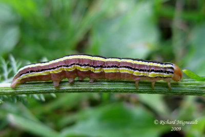 10304 - Striped Garden Caterpillar Moth - Trichordestra legitima 1m9