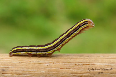 10304 - Striped Garden Caterpillar Moth - Trichordestra legitima m10