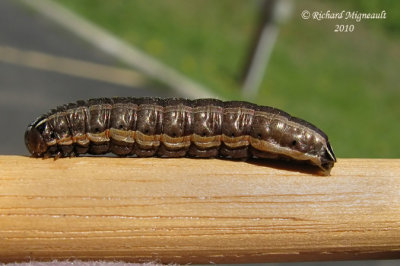 10524 - Bronzed Cutworm - Nephelodes minians m10