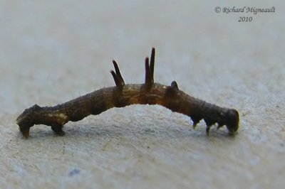 7010 - Horned Spanworm Moth - Nematocampa resistaria m10