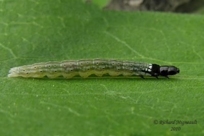 Twirler Moth - Dichomeris 1 m10