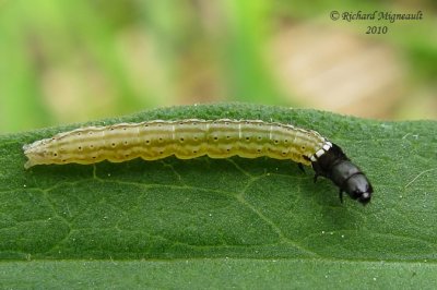 Twirler Moth - Dichomeris 2  m10