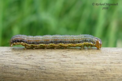 10438 - Armyworm - Mythimna unipuncta m10