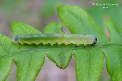 Sawfly larva m10