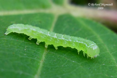 Leaf Blotch Miner Moths - Caloptilia  sp m9