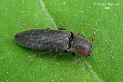 Click Beetle - Agriotes fucosus 1m10