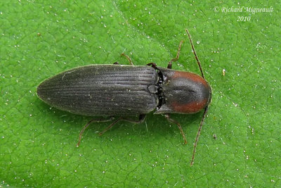 Click Beetle - Agriotes fucosus 2m10