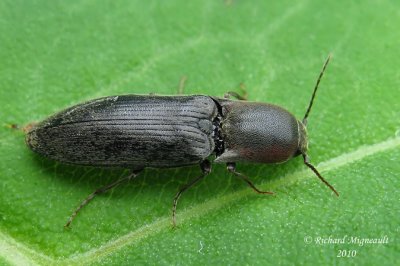 Click Beetle - Agriotes fucosus 3m10