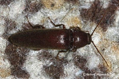 Click beetle - Melanotus sp m9