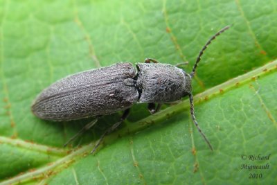 Click beetle - Limonius confusus 1m10