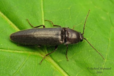 Click beetle - Melanotus sp m10