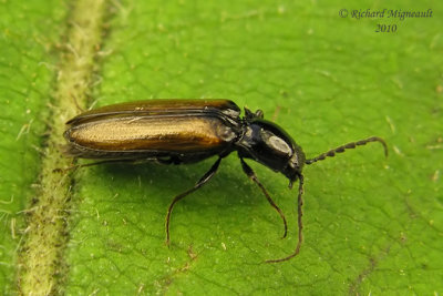 Click beetle - Oestodes tenuicollis Randall 2m10