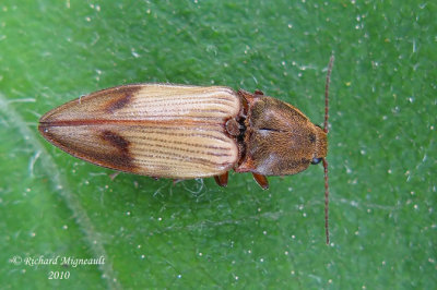 Click Beetle - Pseudanostirus hamatus 1m10