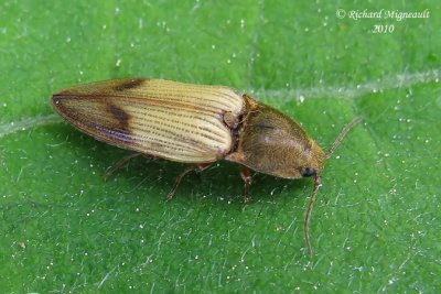Click Beetle - Pseudanostirus hamatus 2m10