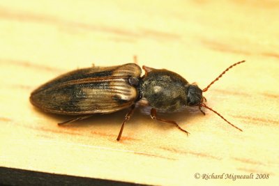 Click Beetles - Pseudanostirus hieroglyphicus m8