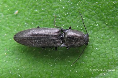 Click Beetle - Corymbitodes elongaticollis  2m10