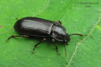 Darkling Beetle - Neatus tenebrioides m10