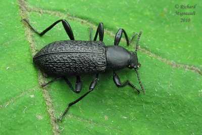 Darkling Beetle - Upis ceramboides m10