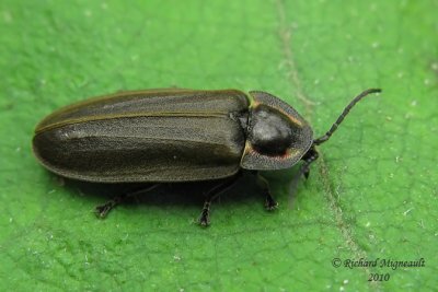 Firefly - Ellychnia corrusca 2m10