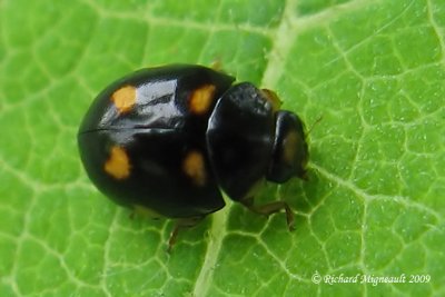 Lady Beetle - Brachiacantha sp m9