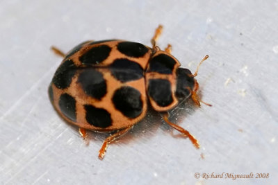 Lady Beetle - Calvia quatuordecimguttata - Cream-spotted Lady Beetle m8