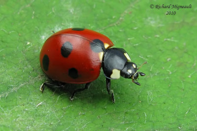 Lady Beetle - Coccinella septempunctata - Seven-spotted lady beetle m10