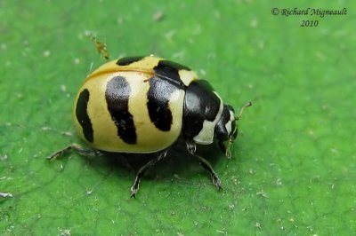Lady Beetle - Coccinella trifasciata - Threebanded Lady Beetle 1m10