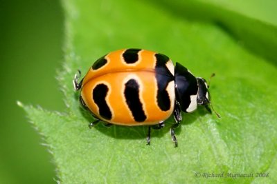 Lady Beetle - Coccinella trifasciata - Threebanded Lady Beetle 2m8