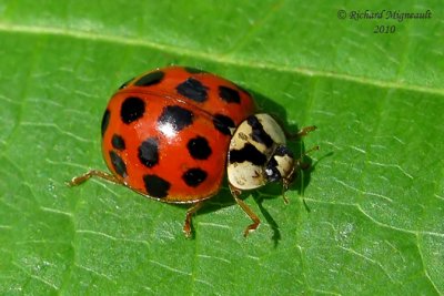 Lady Beetle - Harmonia axyridis - Multicolored Asian Lady Beetle 1m10