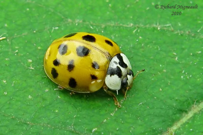 Lady Beetle - Harmonia axyridis - Multicolored Asian Lady Beetle 3m10