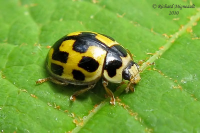 Lady Beetle - Propylea quatuordecimpunctata - Fourteen-spotted lady beetle 1m10