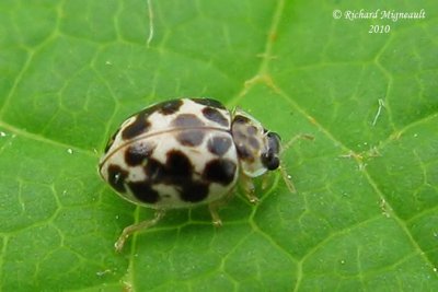 Lady Beetle - Psyllobora vigintimaculata - Twenty-Spotted Lady Beetle m10