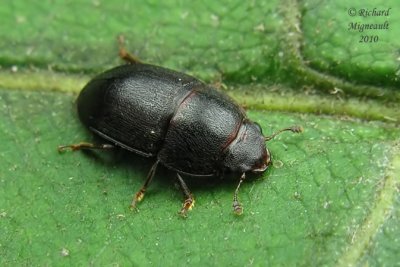 Sap-feeding beetle - Cryptarcha ampla 2m10