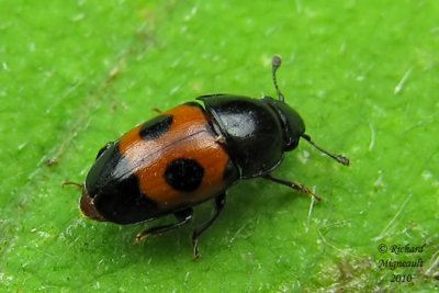 Sap-feeding beetle - Glischrochilus sanguinolentus 2m10