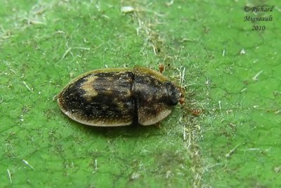 Sap-feeding beetle - Lobiopa undulata m10