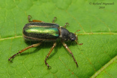 Scarab Beetle - Dichelonyx canadensis 1m10