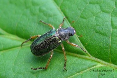 Scarab Beetle - Dichelonyx sp 2m10