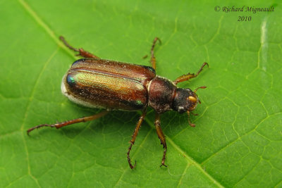 Scarab Beetle - Dichelonyx subvittata  m10