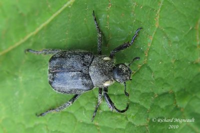 Scarab beetle - Hoplia trifasciata 1m10