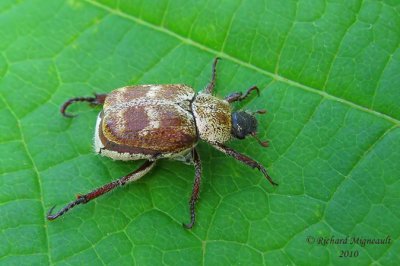 Scarab beetle - Hoplia trifasciata 3m10