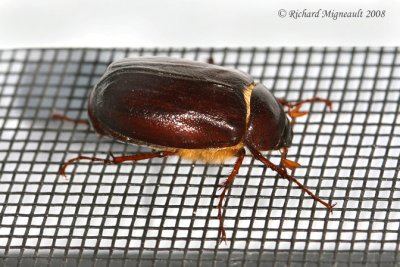 Scarab Beetle - Phyllophaga sp m8