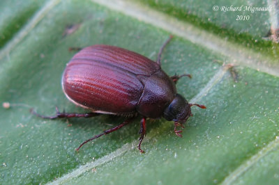 Scarab Beetle - Serica sp3 m10