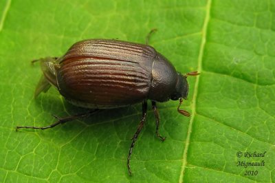 Scarab Beetle - Serica sp4 m10
