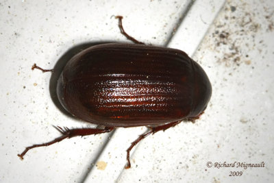 Scarab Beetle - Serica sp5 m9
