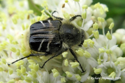 Scarab Beetle - Trichiotinus assimilis m9