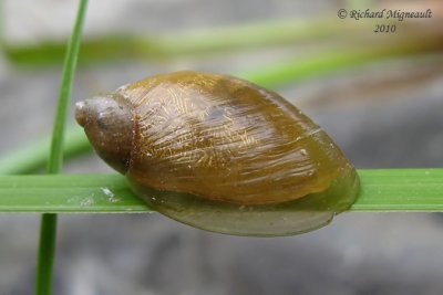 Land snail - Escargot 2b m10